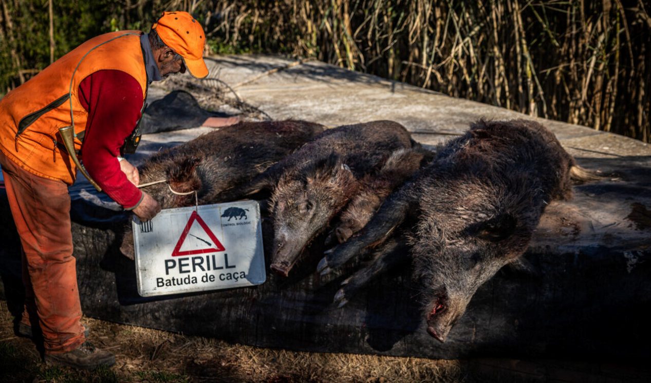 Batida de jabalís.