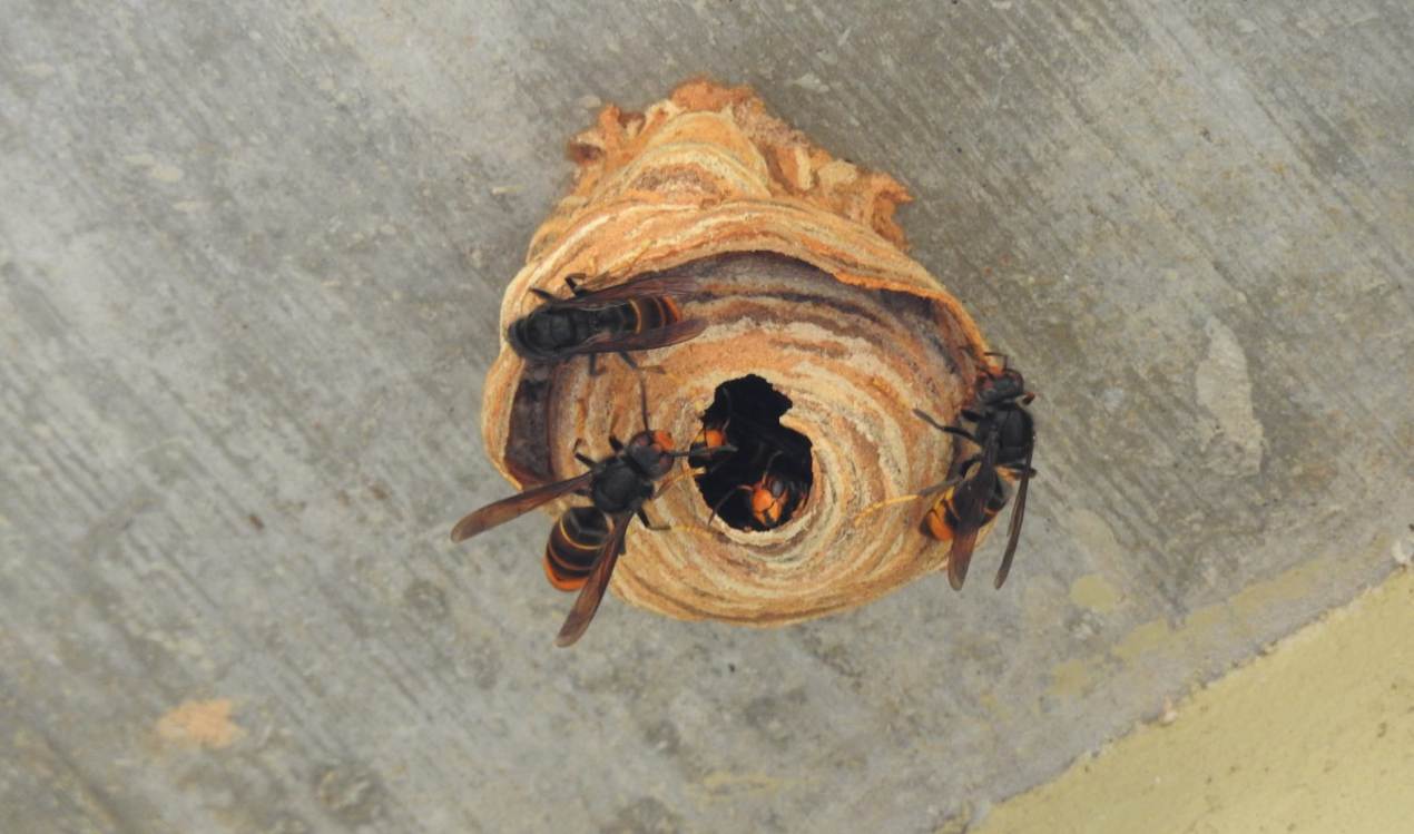 Nido primario de avispa asiática./ Ayto. Alcañiz
