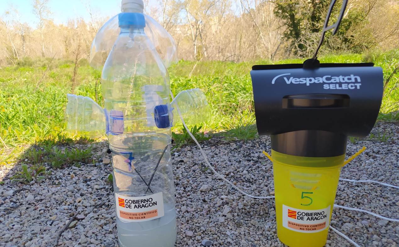 Trampa para la captación de la avista asiática./ Ayto. Alcañiz