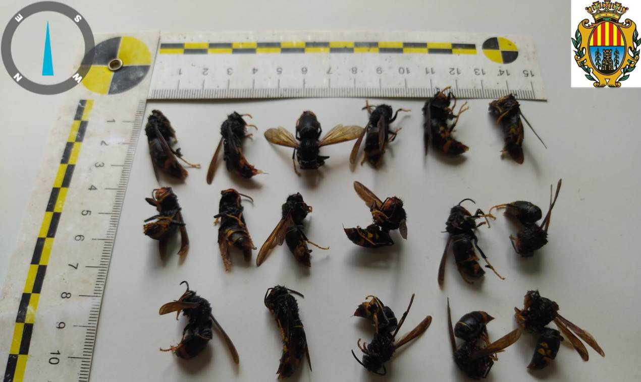 Avispas asiáticas reinas capturadas./ Ayto. Alcañiz