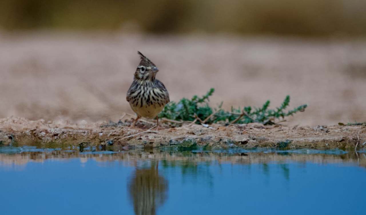 Las cogujadas son uno de los grupos de aves menos amenazadas porque son capaces de extender sus territorios más allá de la propia estepa. Son fáciles de identificar por su característica cresta y también por su canto melodioso con fuertes silbidos aflautados. Algo más grande que un gorrión es bastante común en nuestro territorio./ JAVIER ESCORZA