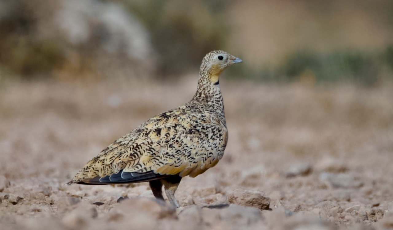 Una de las especies que más han disminuido en los últimos años en las estepas bajoaragonesas ha sido la ganga ortega; esta hembra de ganga ortega, del tamaño de una perdiz, tiene un plumaje con un colorido muy similar al del terreno y cuando permanece quieta resulta totalmente mimetizada con el entorno, pasando completamente desapercibida./ JAVIER ESCORZA