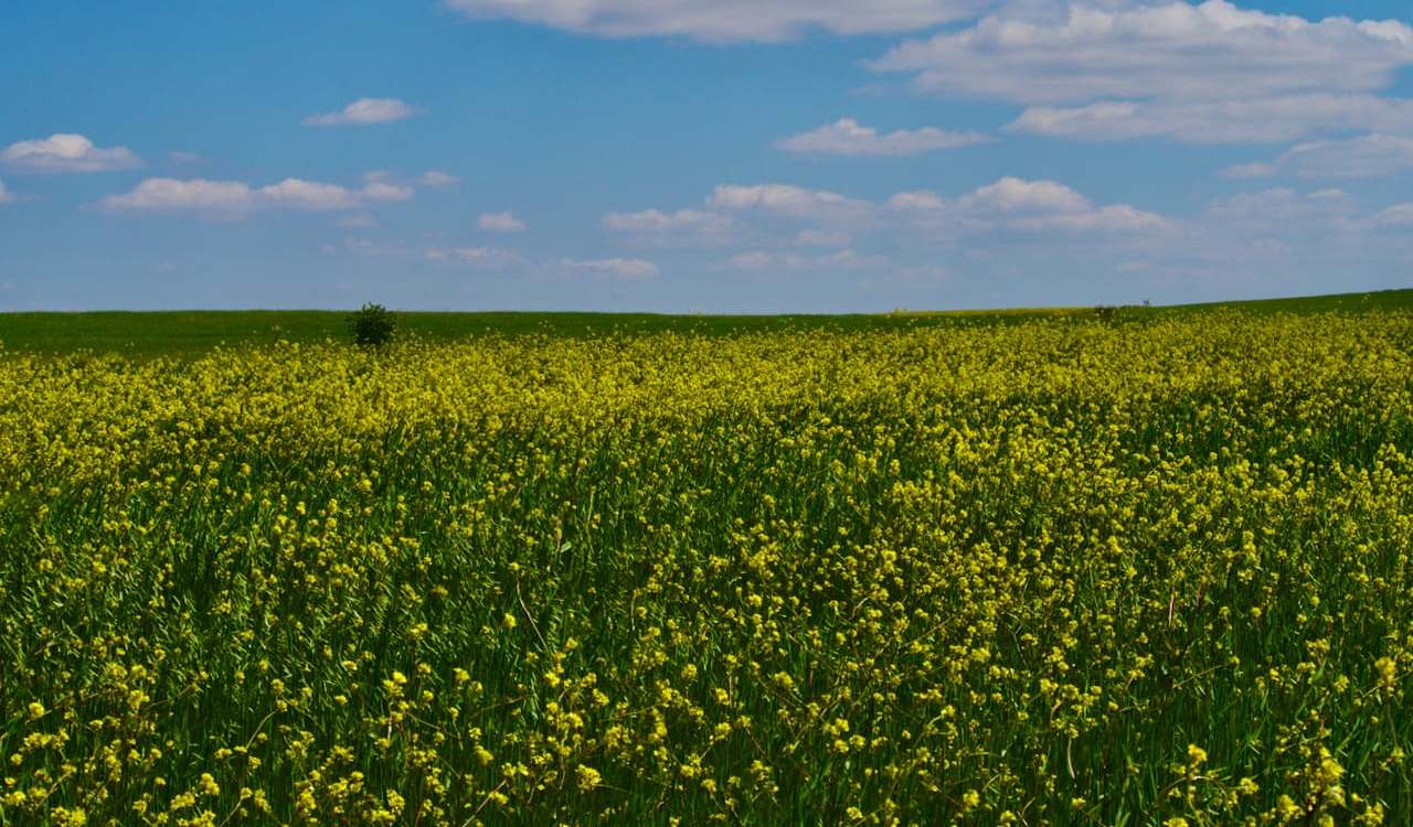 Rabanizas amarillas entre campos de cultivo./ JAVIER ESCORZA