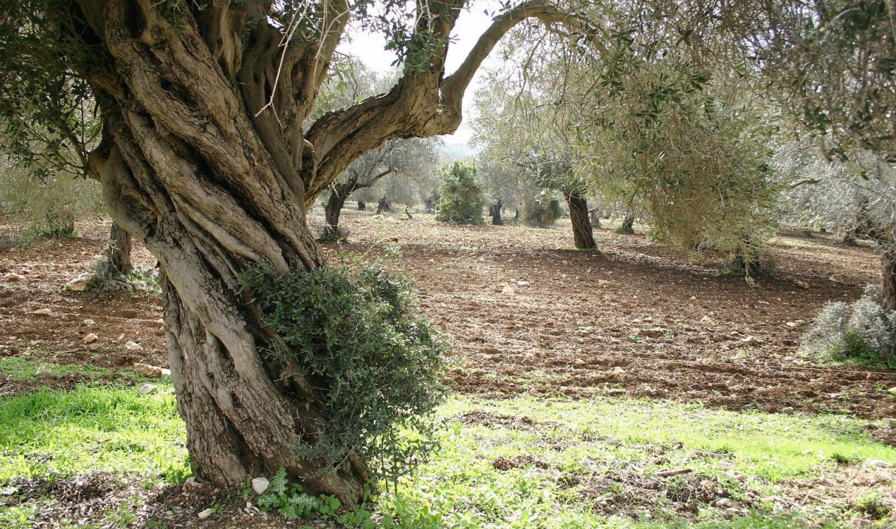 Olivo del Bajo Aragón./ Omezyma