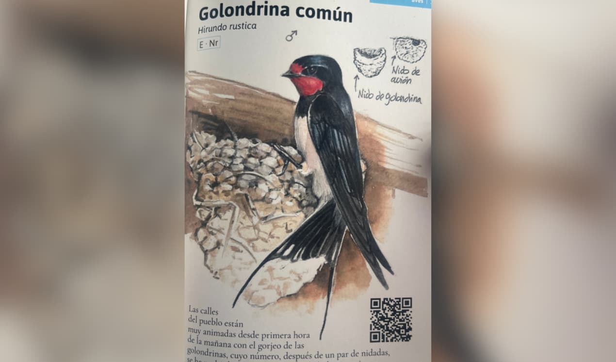Golondrina Común./ JE