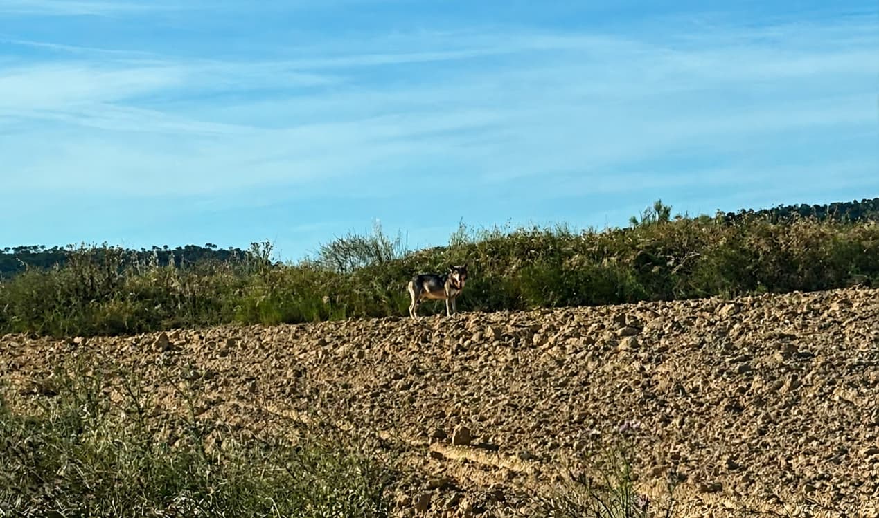 Foto cedida por un ganadero alcañizano.