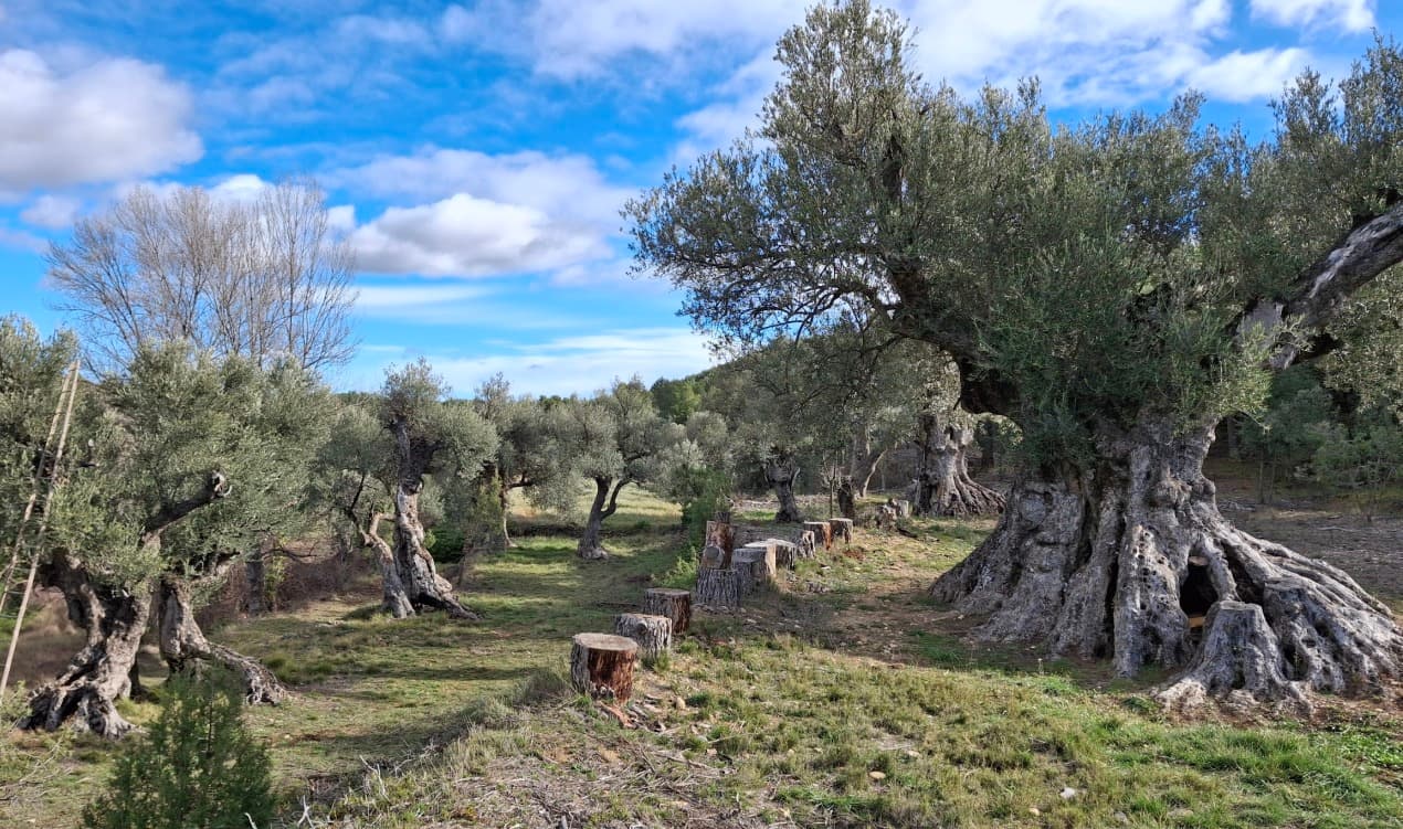 Oliveras en el Mas de Conesa (Aliaga)./ FERNANDO ZORRILLA