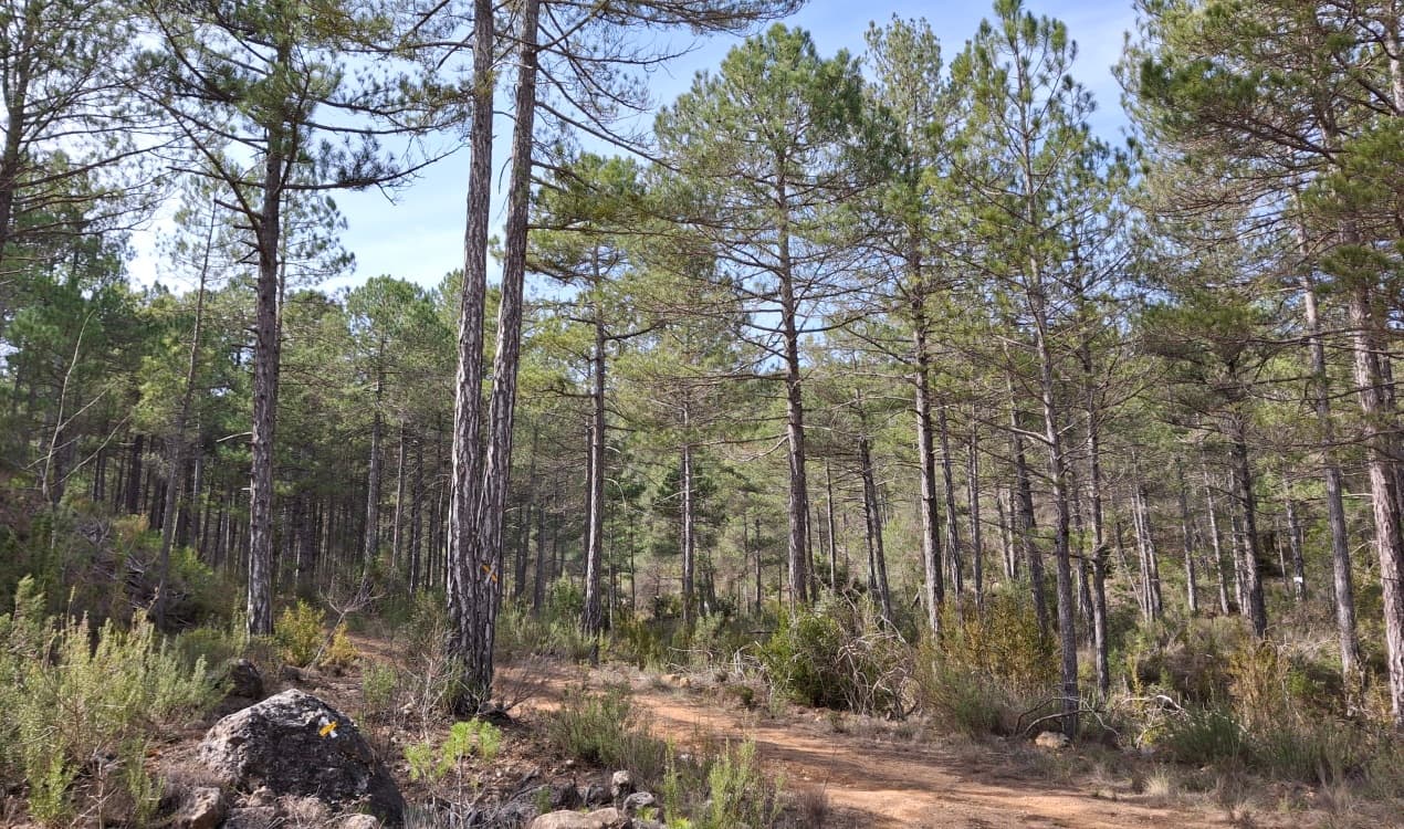 Bosque de pino nogal en la Comarca del Matarraña./ Fernando Zorrilla